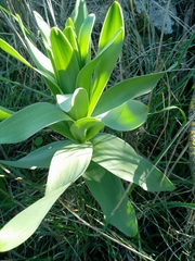 Fritillaria persica