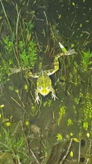 Pelophylax