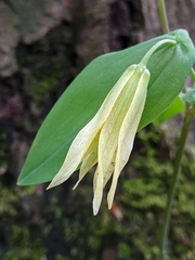Uvularia