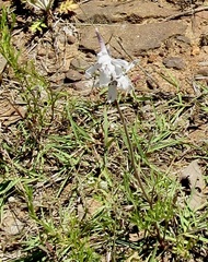 Delphinium carolinianum virescens