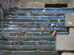 Erithacus rubecula