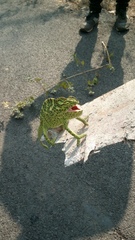 Chamaeleo zeylanicus