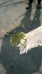 Chamaeleo zeylanicus