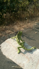 Chamaeleo zeylanicus