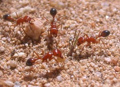 Pogonomyrmex californicus