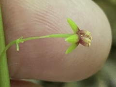 Croomia pauciflora