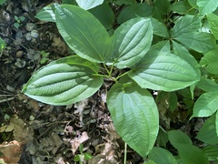 Croomia pauciflora