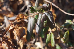 Lonicera japonica