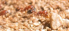 Pogonomyrmex californicus