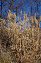 Miscanthus sinensis