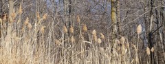 Phragmites australis