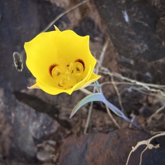 Calochortus aureus