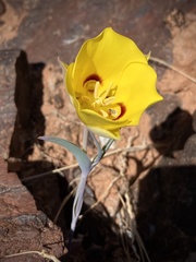 Calochortus aureus