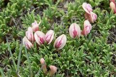 Trifolium nanum