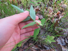 Polygonatum biflorum biflorum