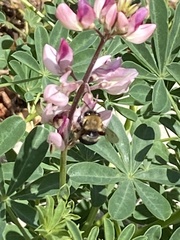 Habropoda tristissima