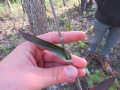 Dichanthelium boscii