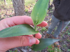 Dichanthelium boscii