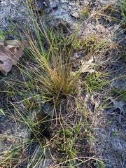 Aristida stricta
