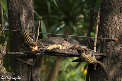 Tamiops mcclellandii