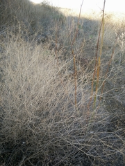 Gypsophila capillaris