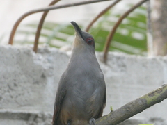 Coccyzus longirostris