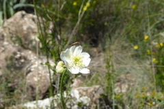 Thalictrum tuberosum