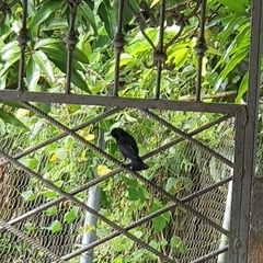 Molothrus bonariensis