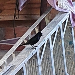 Molothrus bonariensis