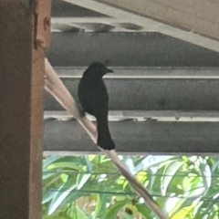 Molothrus bonariensis