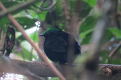 Philepitta castanea