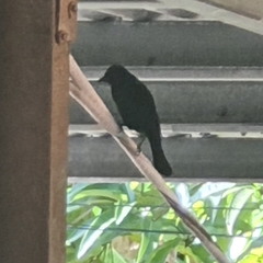 Molothrus bonariensis