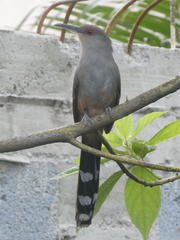 Coccyzus longirostris