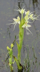 Habenaria gourlieana