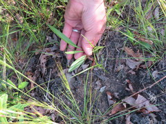 Eurybia surculosa