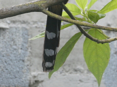 Coccyzus longirostris