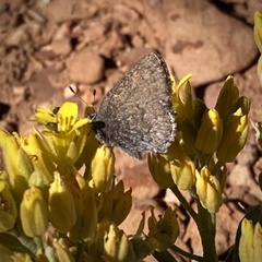 Callophrys fotis