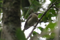 Newtonia brunneicauda