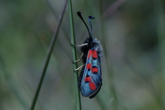 Zygaena rhadamanthus