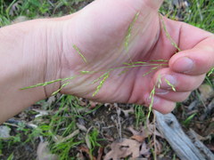 Sphenopholis intermedia