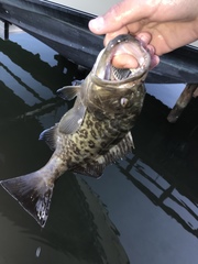 Mycteroperca microlepis