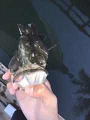 Mycteroperca microlepis