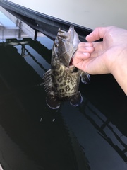 Mycteroperca microlepis