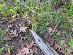 Sphenopholis intermedia