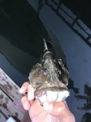 Mycteroperca microlepis