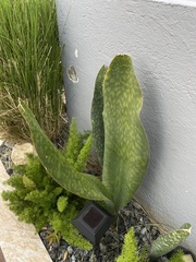 Sansevieria masoniana