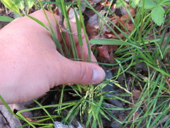 Sphenopholis intermedia