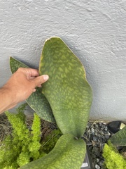 Sansevieria masoniana