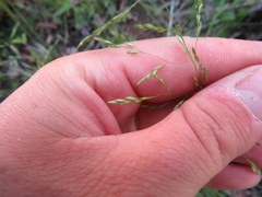 Sphenopholis intermedia