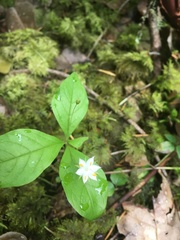 Lysimachia latifolia